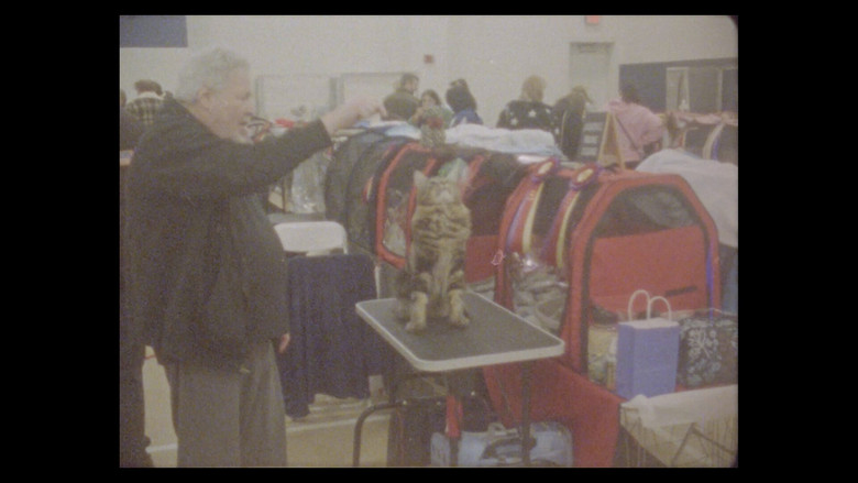 кадр из фильма Considering Cats