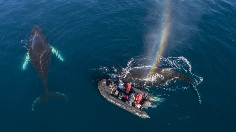 Whales in a Changing Ocean