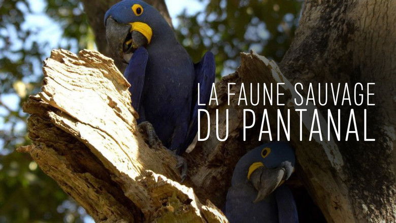 кадр из фильма Unter Raubkatzen und Ameisenbären