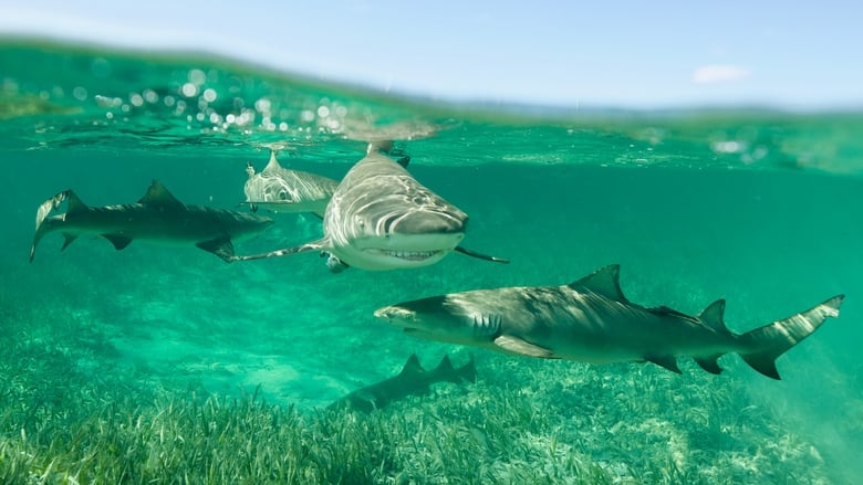 кадр из фильма Shark Gangs