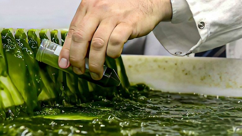 кадр из фильма Algen: Ein unbekannter Rohstoff