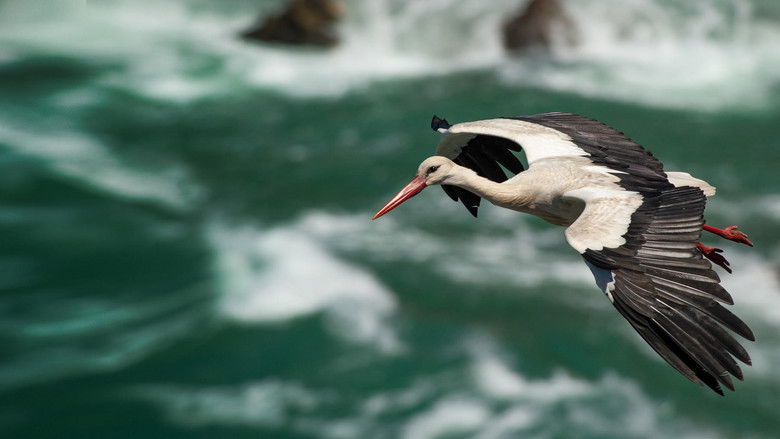 Portugal - Die Küste der Störche