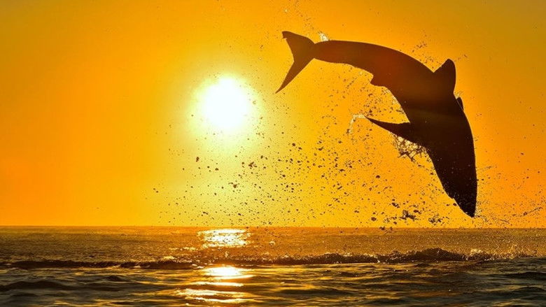 Air Jaws: Night Stalker