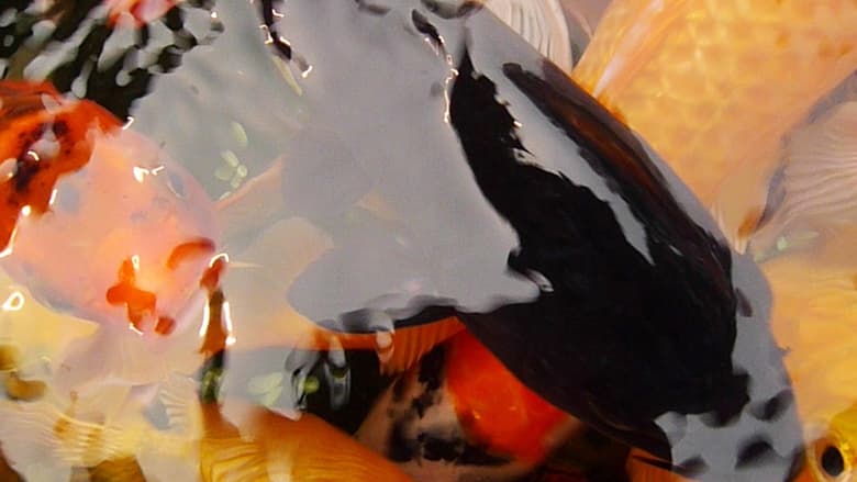 кадр из фильма Pescados