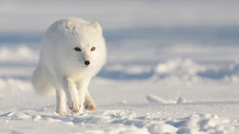 кадр из фильма Strange Creatures of the Arctic