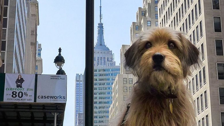 кадр из фильма Бенджи