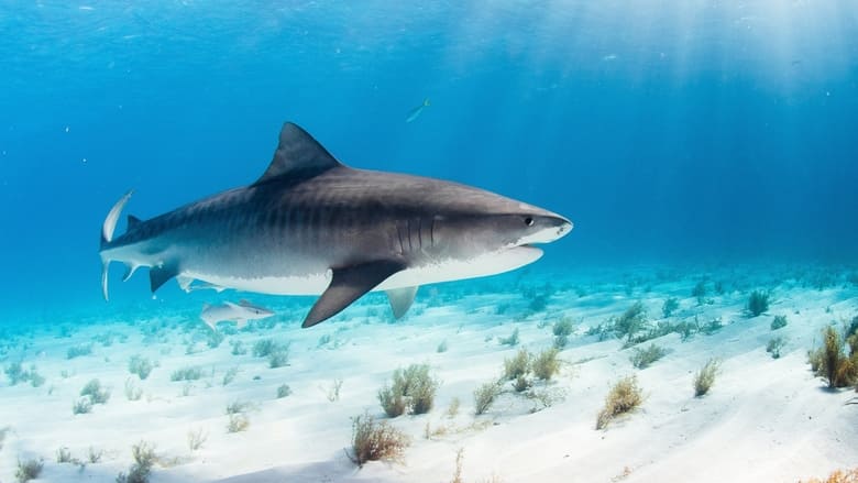 кадр из фильма World's Biggest Tiger Shark