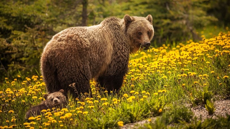 кадр из фильма Bear Island