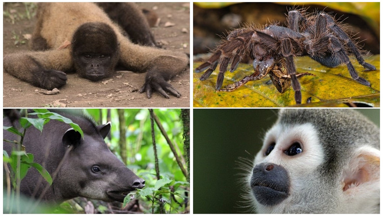 Faszination Südamerika - Regenwald 3D