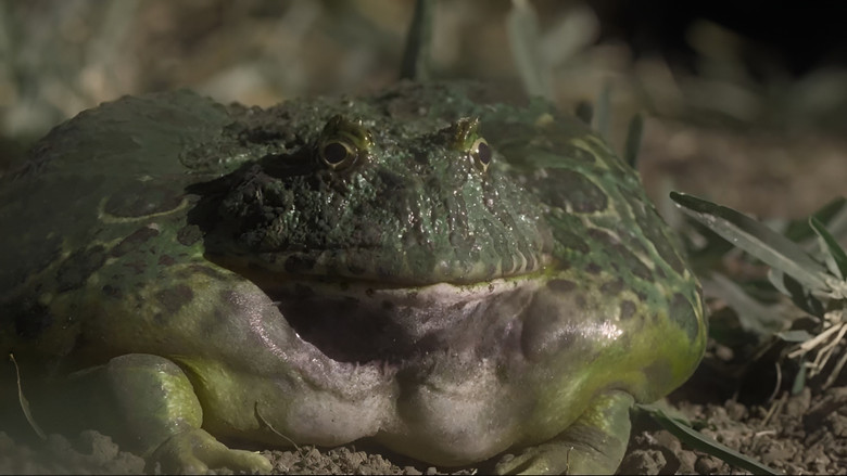 кадр из фильма El escuerzo