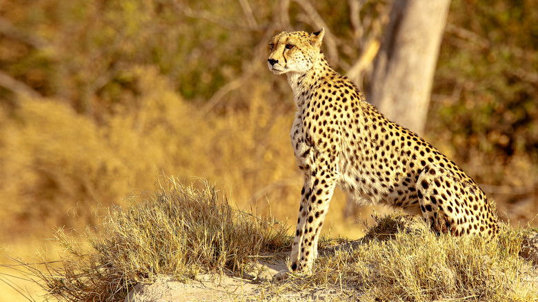 кадр из фильма Shadow Cats