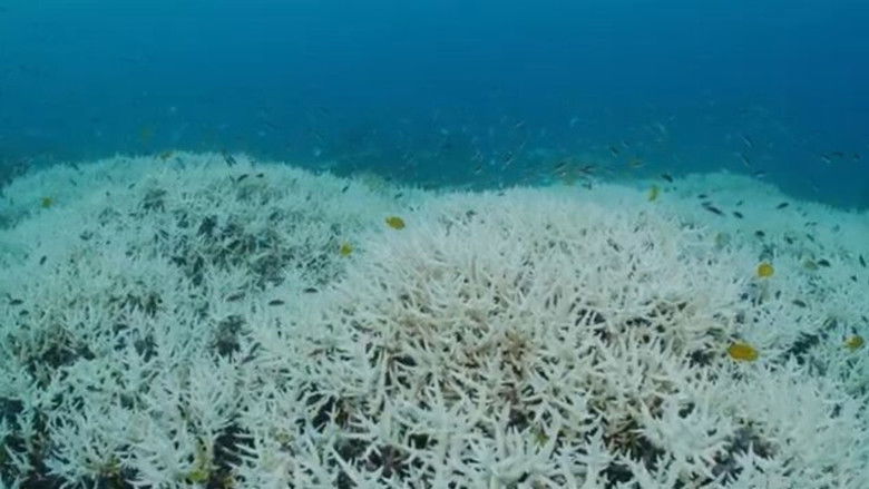 кадр из фильма SANCTUARY - Safeguarding Australia's Oceans