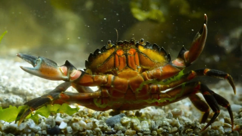 кадр из фильма Le grand cirque des marées