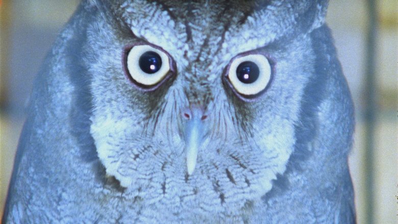 кадр из фильма É Noite na América