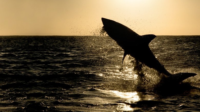 кадр из фильма Царство больших акул