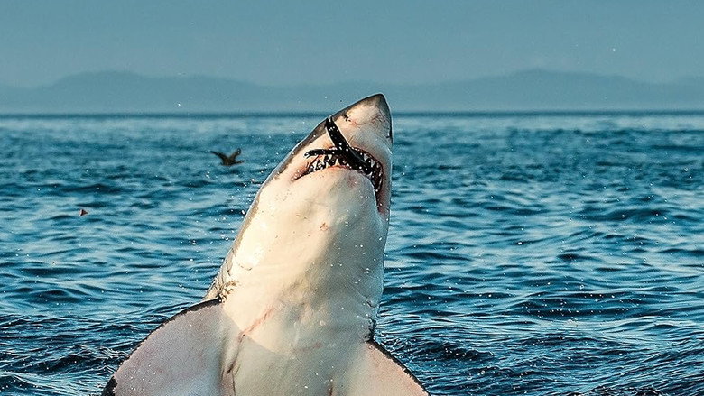 Air Jaws: Ultimate Breach Off