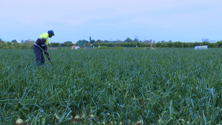 кадр из фильма L'horta viva