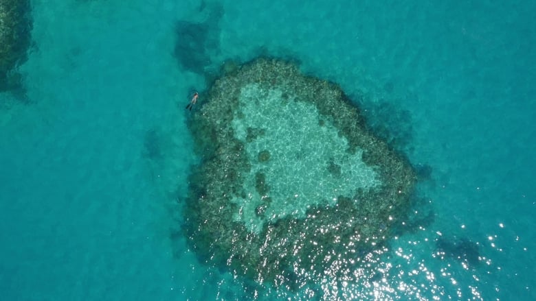 кадр из фильма The Great Barrier Reef