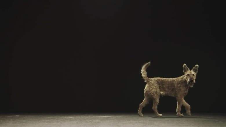 кадр из фильма Hund und Mensch: Das Geheimnis einer Freundschaft