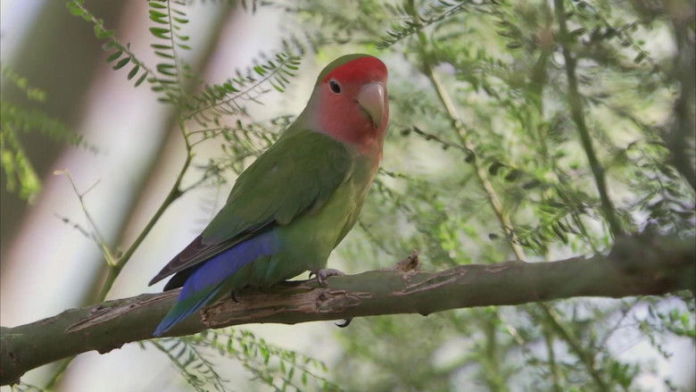 кадр из фильма Planet Parrot