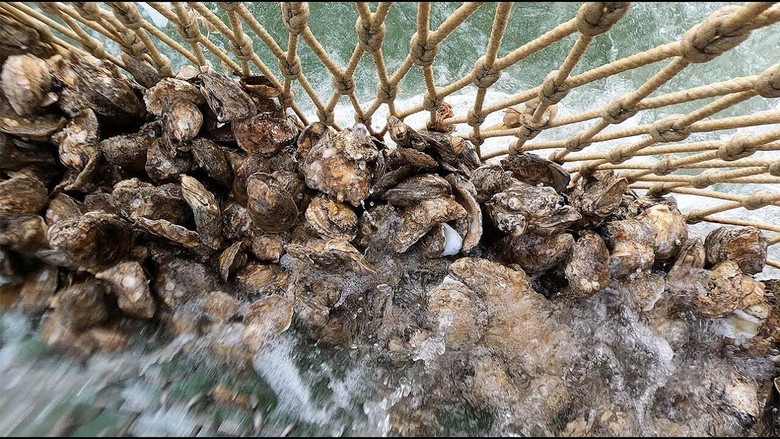 кадр из фильма A Passion For Oysters