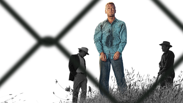 кадр из фильма Хладнокровный Люк