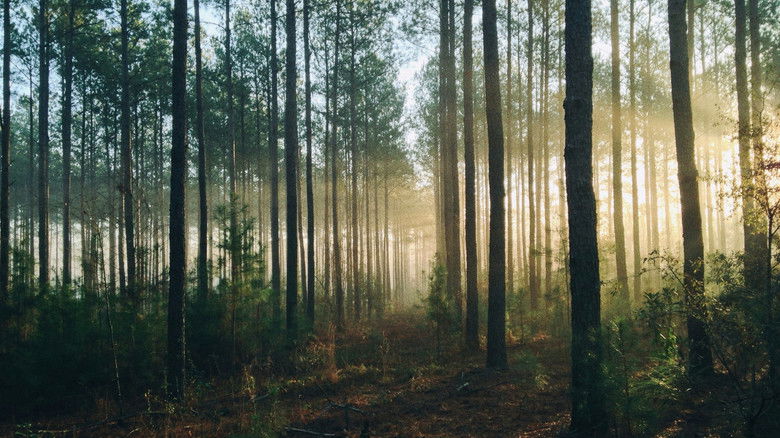 кадр из фильма Into The Woods (AUS Productions)