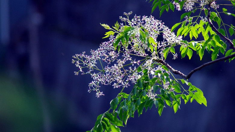 кадр из фильма 楝树花开