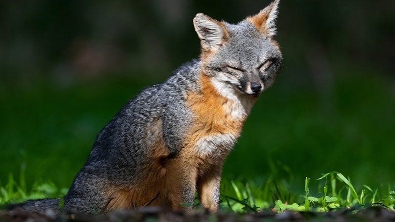 кадр из фильма Le renard qui a sauvé son île
