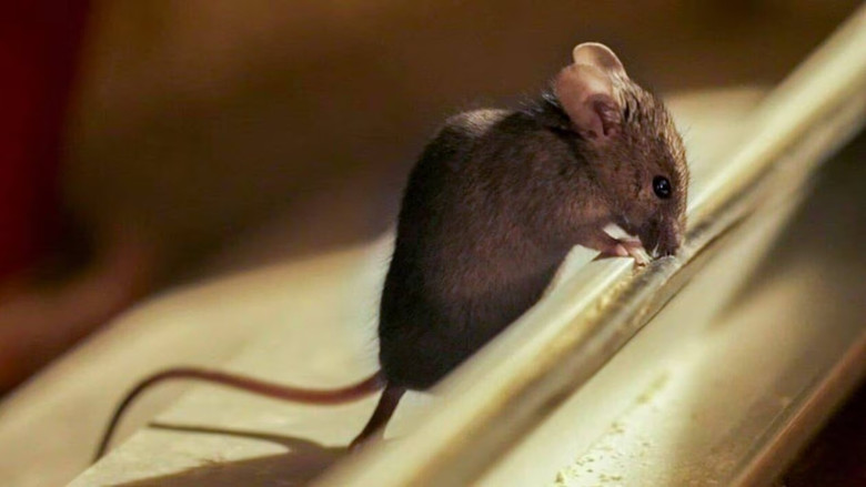 кадр из фильма Mes voisins sauvages