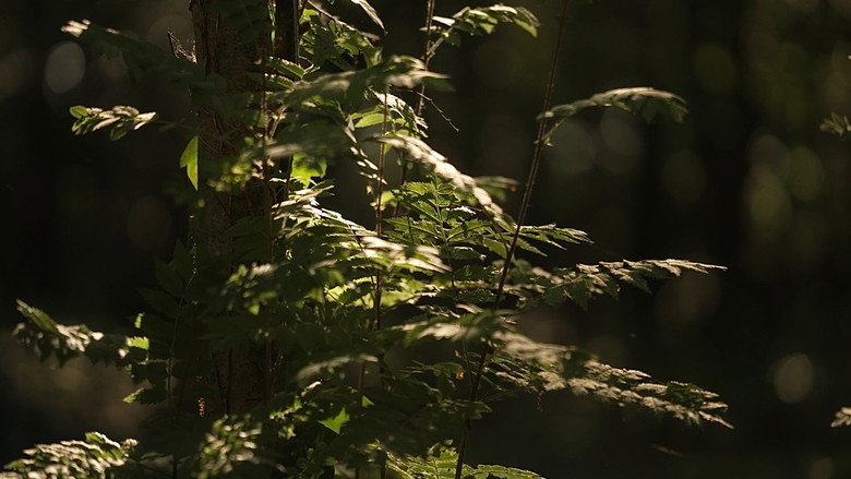 кадр из фильма Kanklės: Redefining Tradition