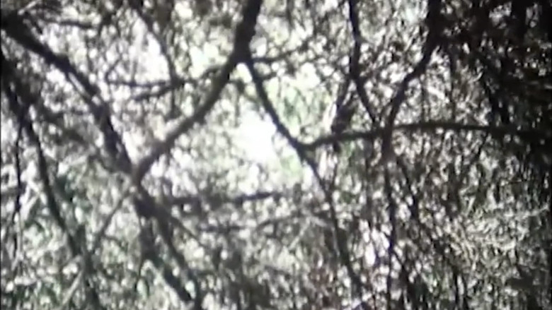 кадр из фильма Pastourelle