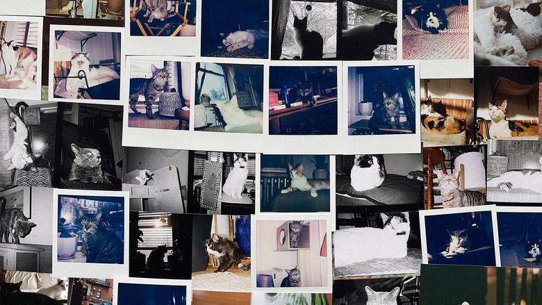 кадр из фильма New York Cat Crisis