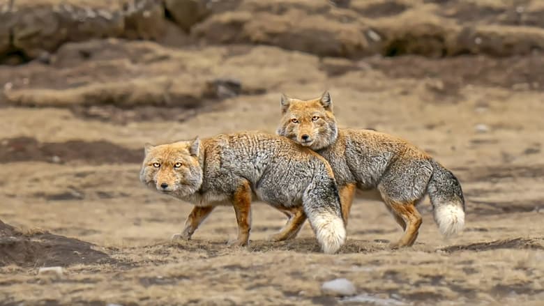 кадр из фильма Les animaux des hauts plateaux tibétains