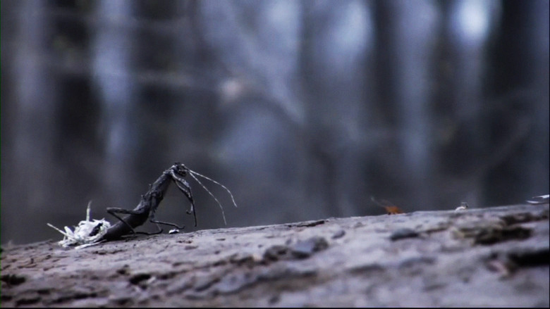 кадр из фильма Feral