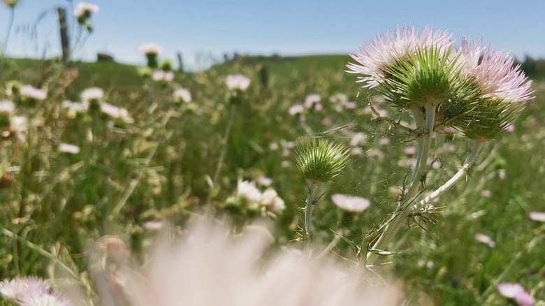 кадр из фильма Fiori, fiori, fiori