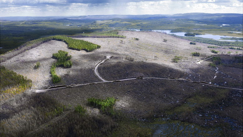 кадр из фильма Om skogen