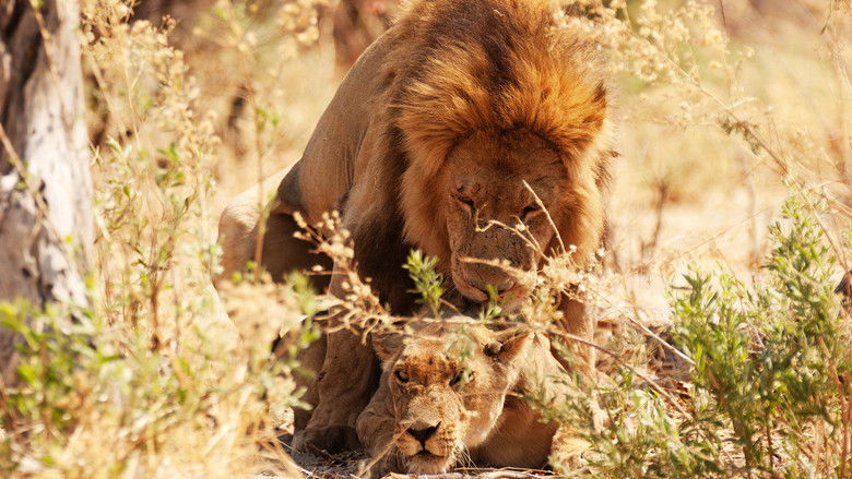 кадр из фильма Wild Botswana