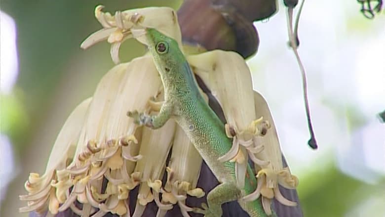 кадр из фильма Mayotte - L'Île De La Lune