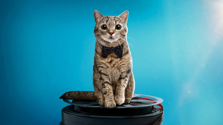 Cat Film Festival Vol. 1