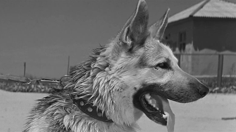 кадр из фильма Ко мне, Мухтар!