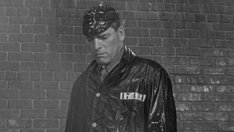 кадр из фильма Любитель птиц из Алькатраса