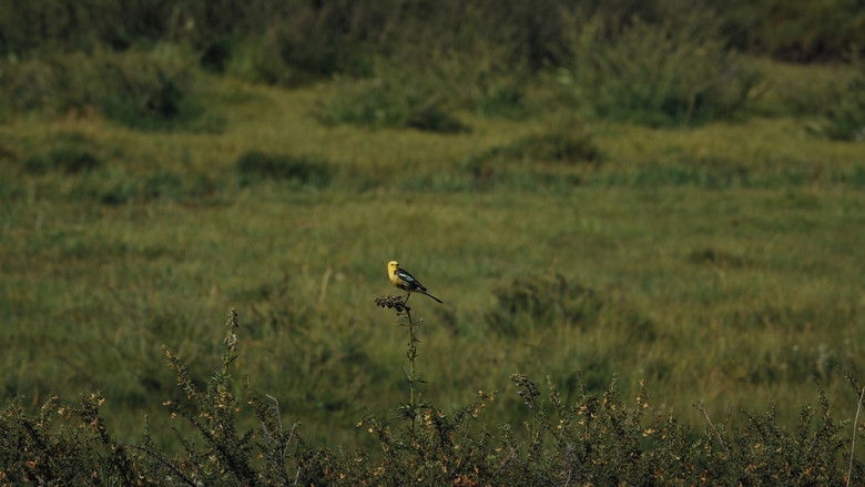 кадр из фильма Jylkychy chymchyk