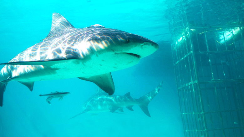 кадр из фильма Shark Gangs