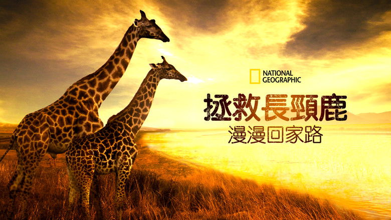 кадр из фильма Saving Giraffes: The Long Journey Home