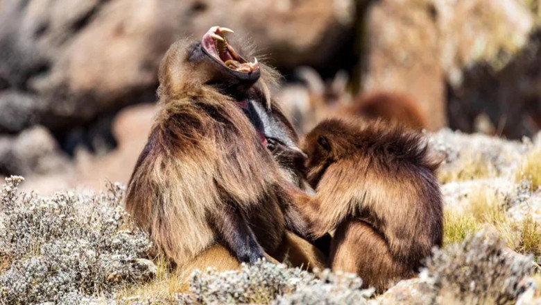 кадр из фильма Le royaume des nuages
