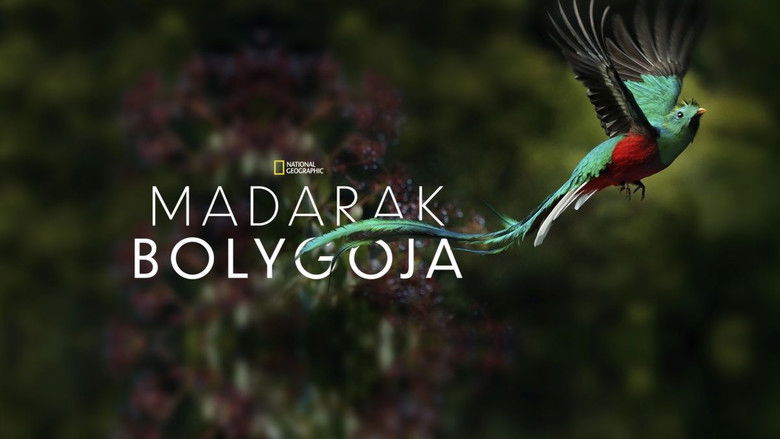 кадр из фильма Планета птиц