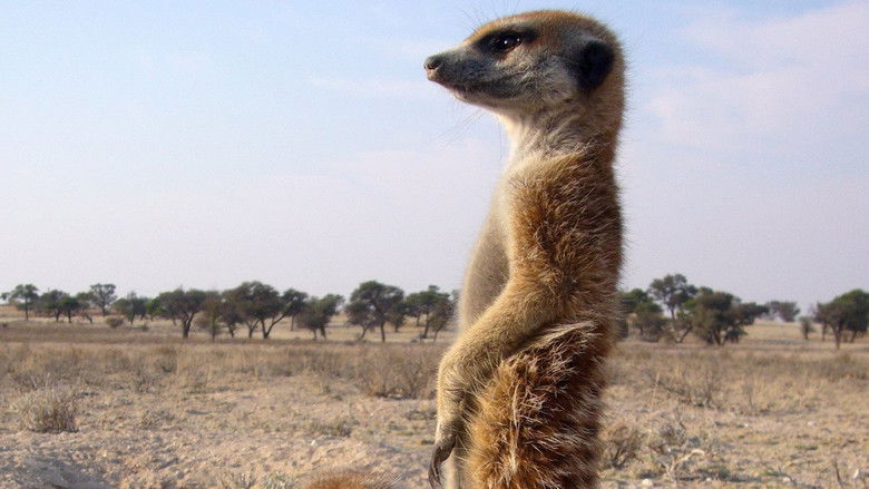 Der Clan der Erdmännchen