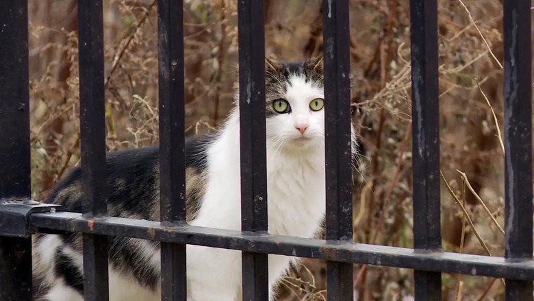 кадр из фильма The Cat Rescuers