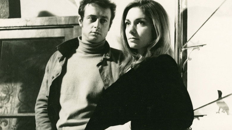 Moos auf den Steinen